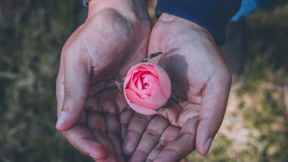 2 hands holding a pink rose