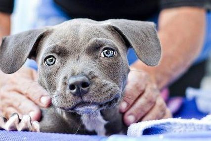 grey puppy having theraphy