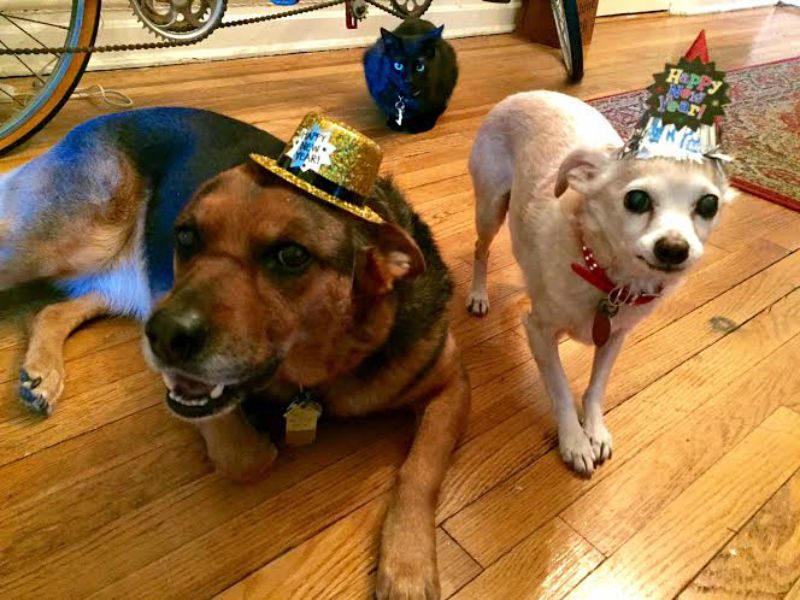 2 dogs with party hats
