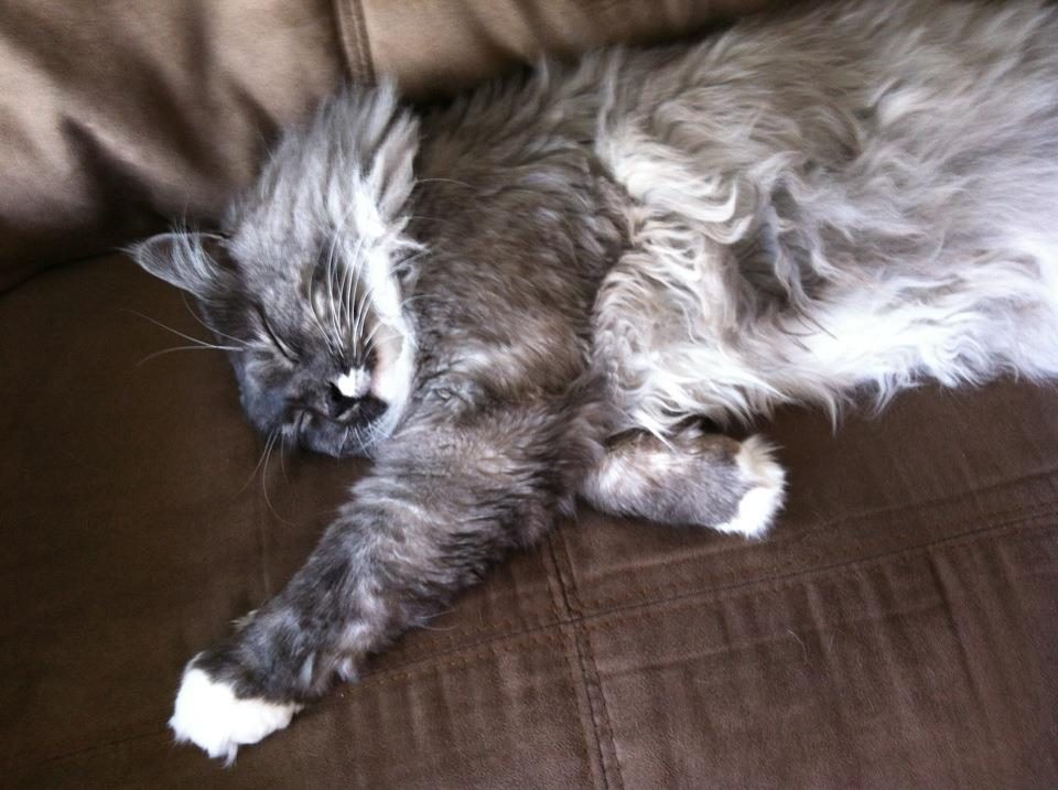long haired cat sleeping on sofa