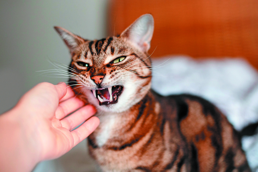 agressive cat