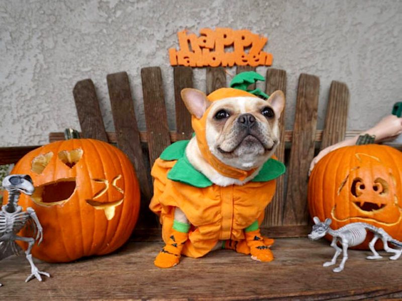 Halloween Costumes For A Feminist Dog - Lotl