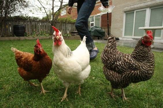 Feeding Backyard Chooks