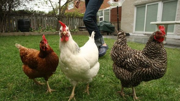 Feeding Backyard Chooks