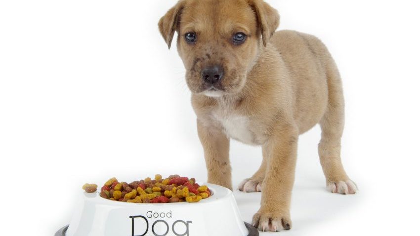 Puppy in front of a bowl